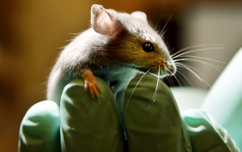 La flora intestinal bacteriana y la lucha contra la obesidad