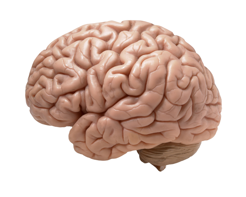 El aprendizaje temprano estimularía la sobrevivencia de nuestras neuronas