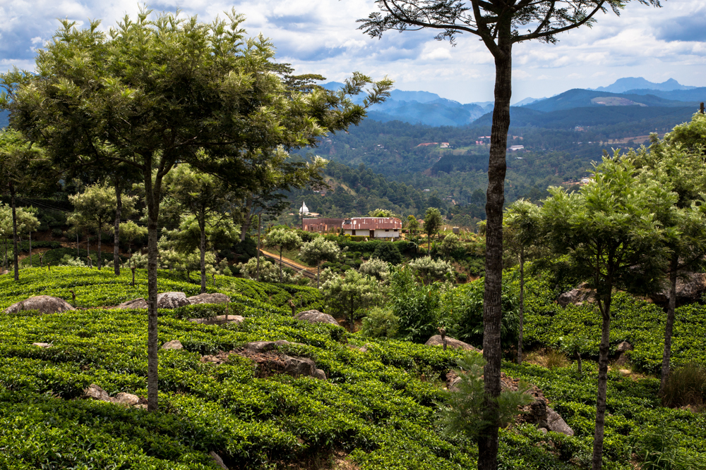 La tierra del té