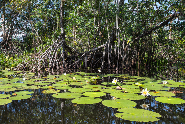 Un viaje por el Río Dulce