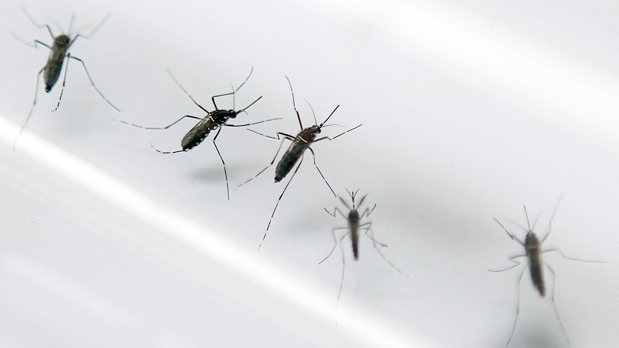 A propósito del virus Zika: la estéril lucha contra los mosquitos