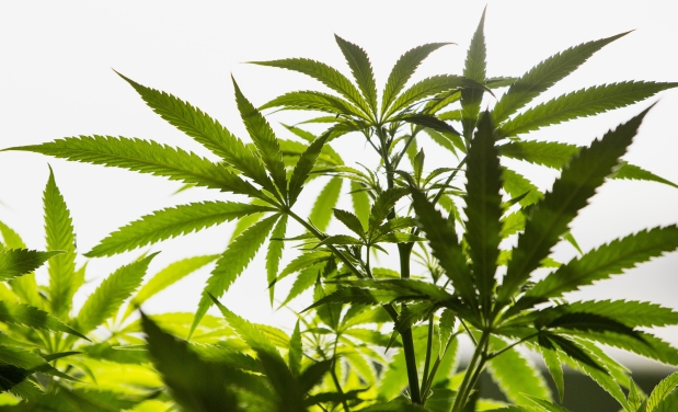 La marihuana medicinal en el Perú