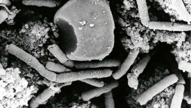¿Podrá la diplomacia salvar al mundo de las bacterias?