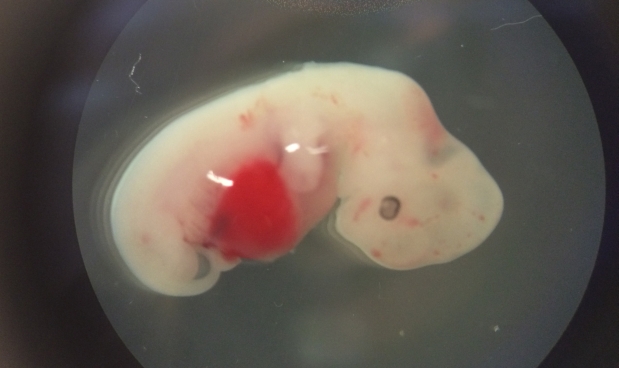 Crean quimera parcialmente cerdo y parcialmente humana