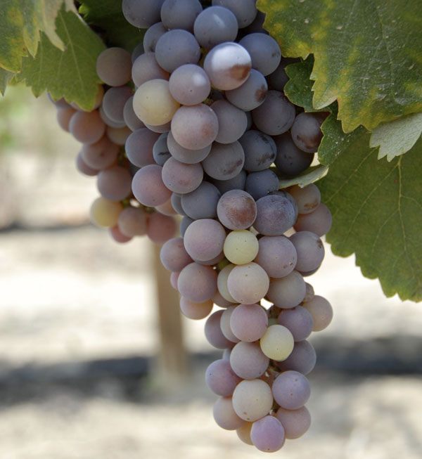 Quebranta, la reina de las uvas pisqueras