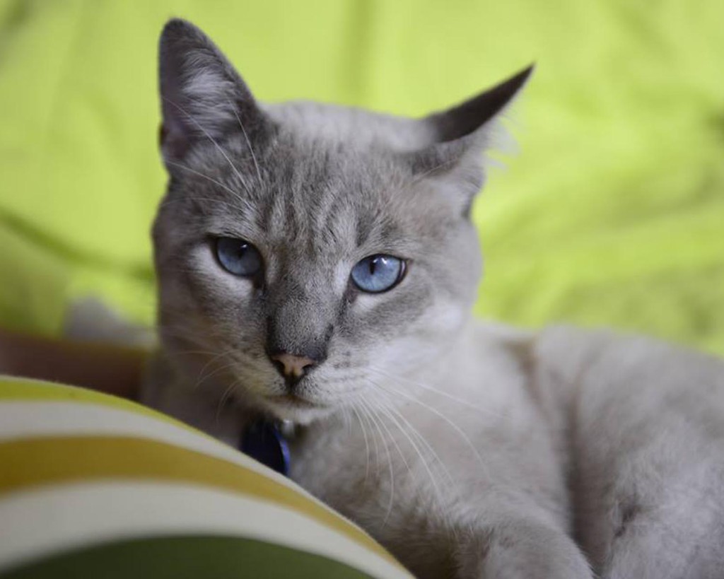 ¡Cuidado con el arañazo de gato!