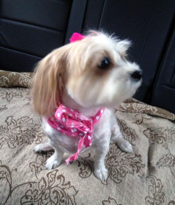 Adopté una mascota, ¿qué hago ahora?