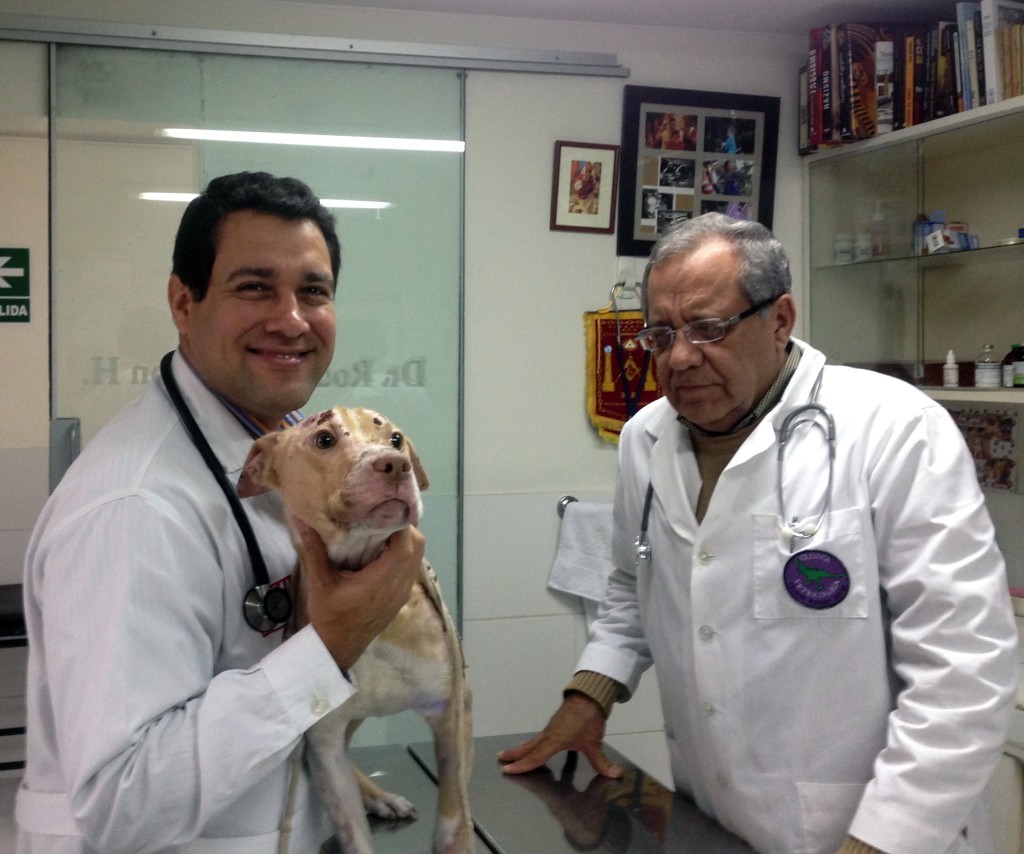¿Qué hago si mi mascota se quema?