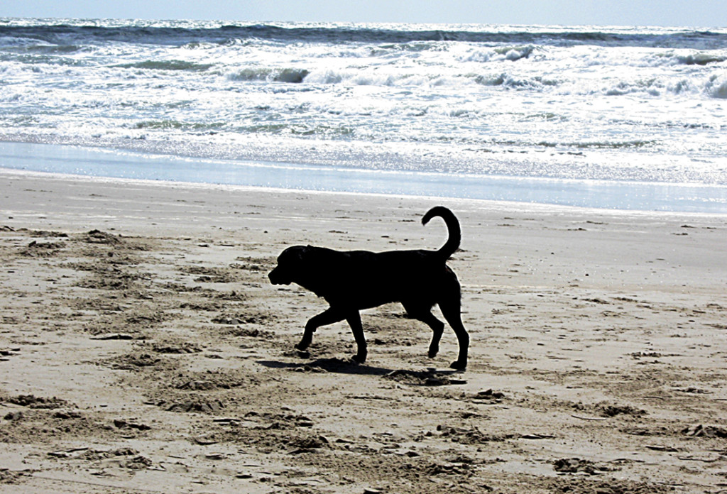 ¿Está bien si llevo a mi mascota a la playa?