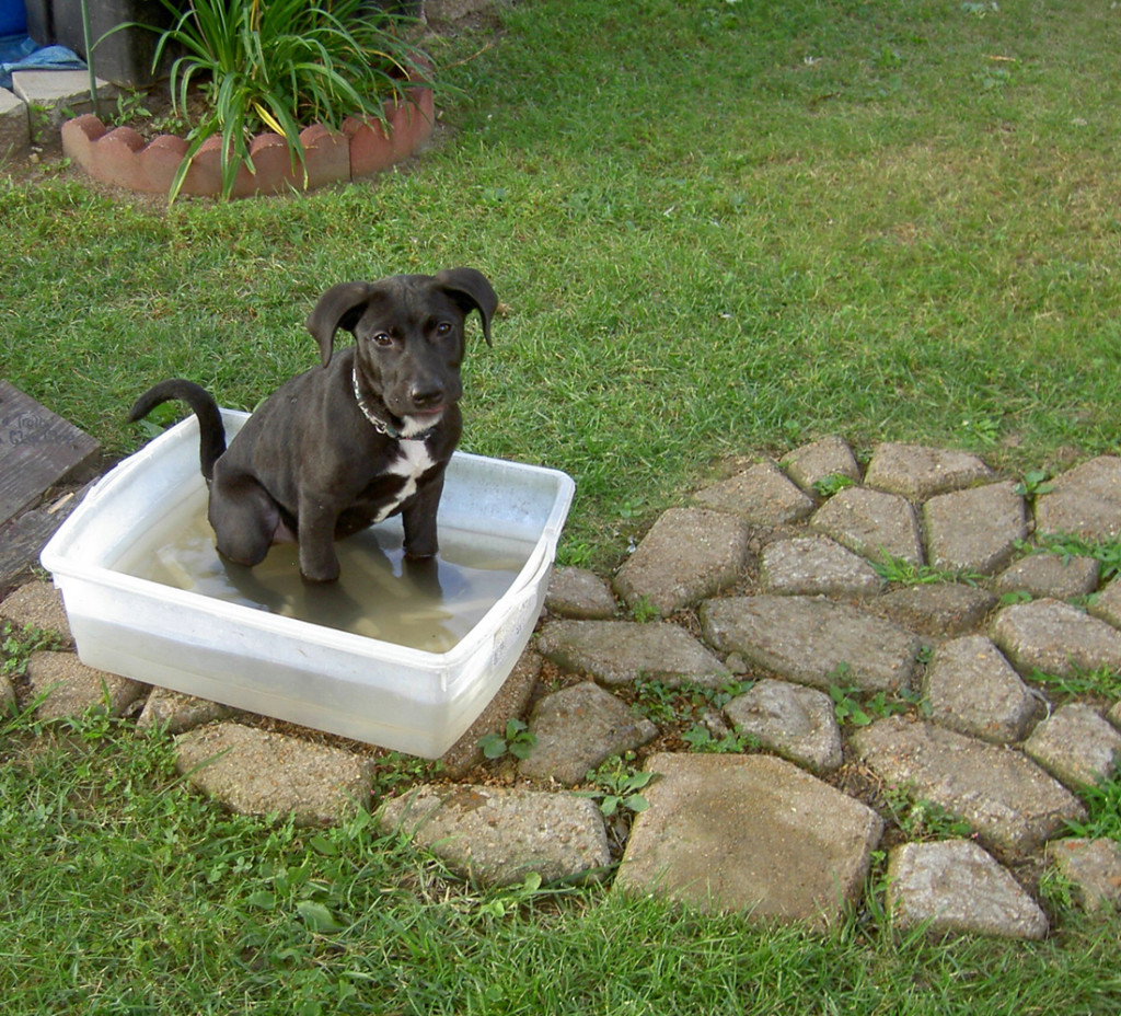 Calor intenso afecta a las mascotas