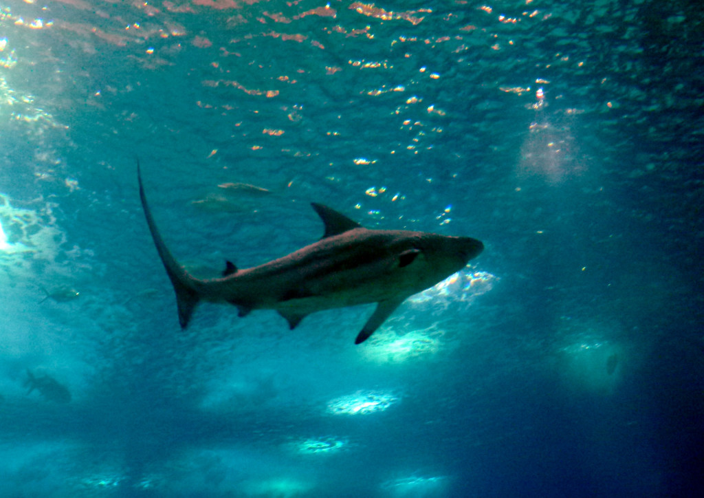 Tiburones y falsas creencias