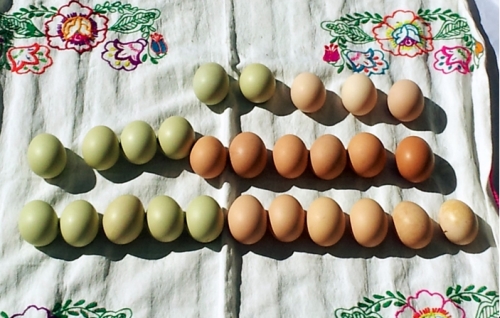 Huevos verdes