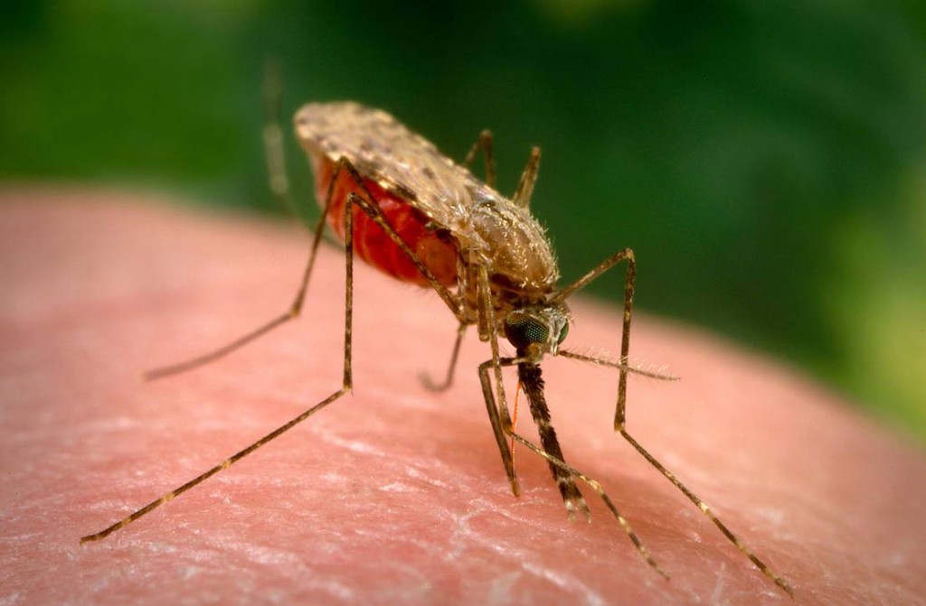 Mosquito transmisor de la malaria.