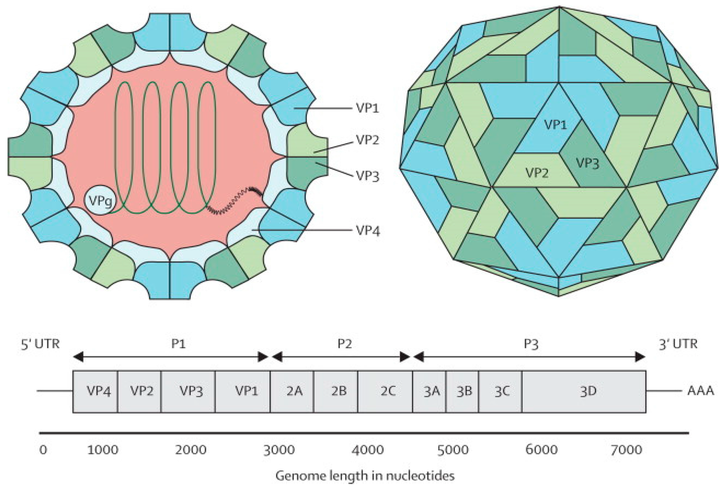 Estructura del virus de la polio, con el detalle de su genoma. Fuente: MDPI.