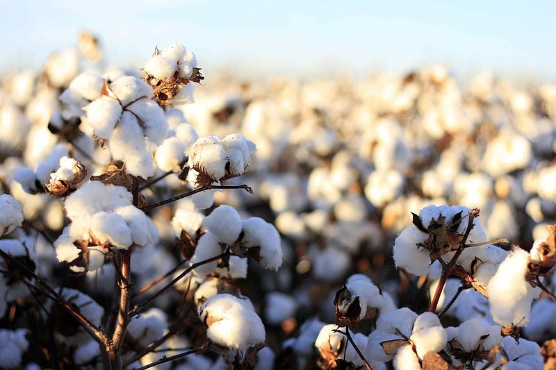 Los problemas de Monsanto (o de ¿Bayer?) en India