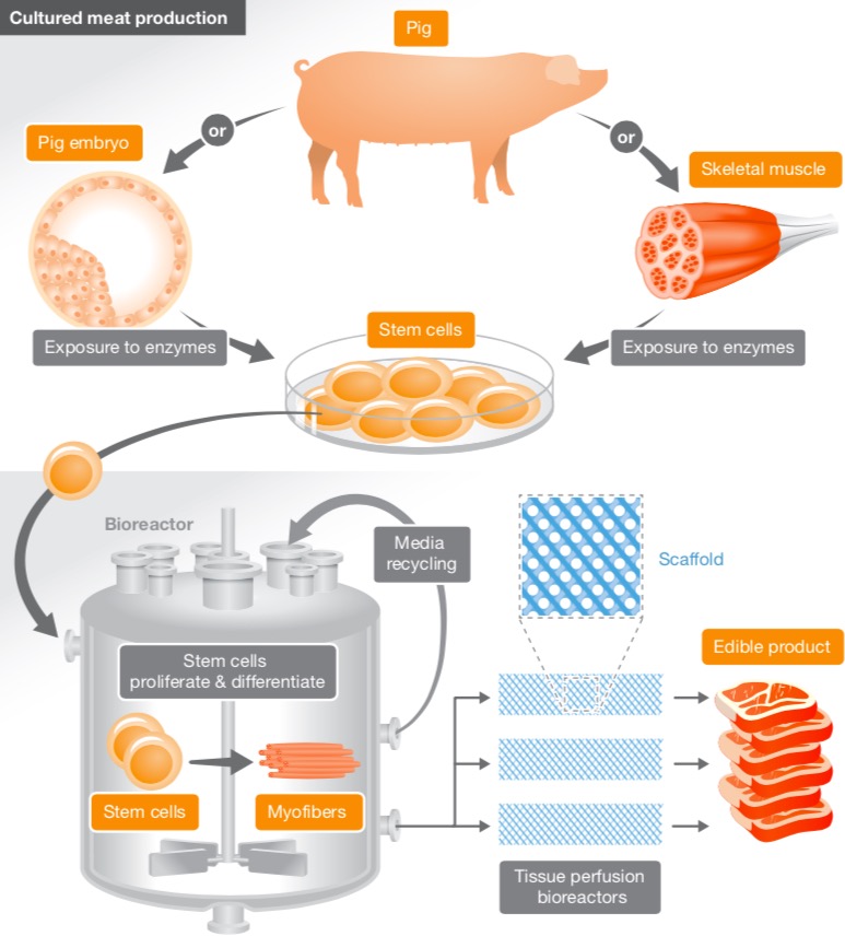 Así se produce la carne en el laboratorio. Fuente: Tumisto, H. (2018)