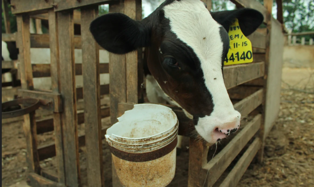 Granjas de vacas para producción de leche violan normas internacionales