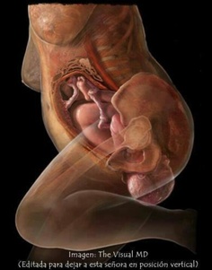 birth-position
