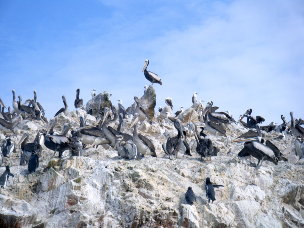 Este ecosistema marino está habitado por 216 especies de aves.