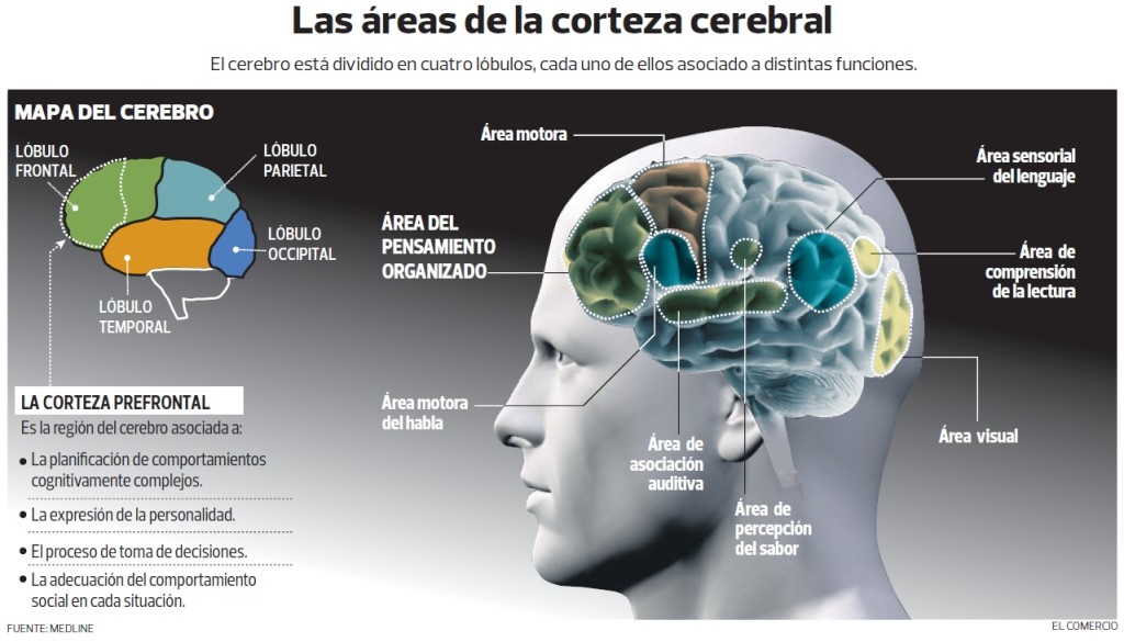 Infografía Áreas de la Corteza Cerebral