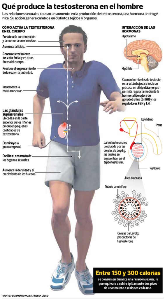 Infografía Testosterona GRANDE