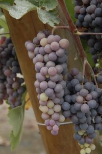 Racimos de uva Quebranta