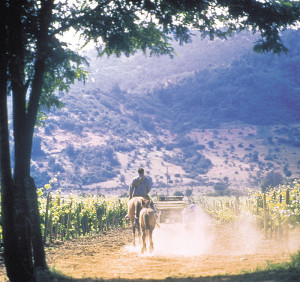 Viñedos MontGrass