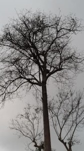 Bello árbol del patio trasero de Casa Moreyra