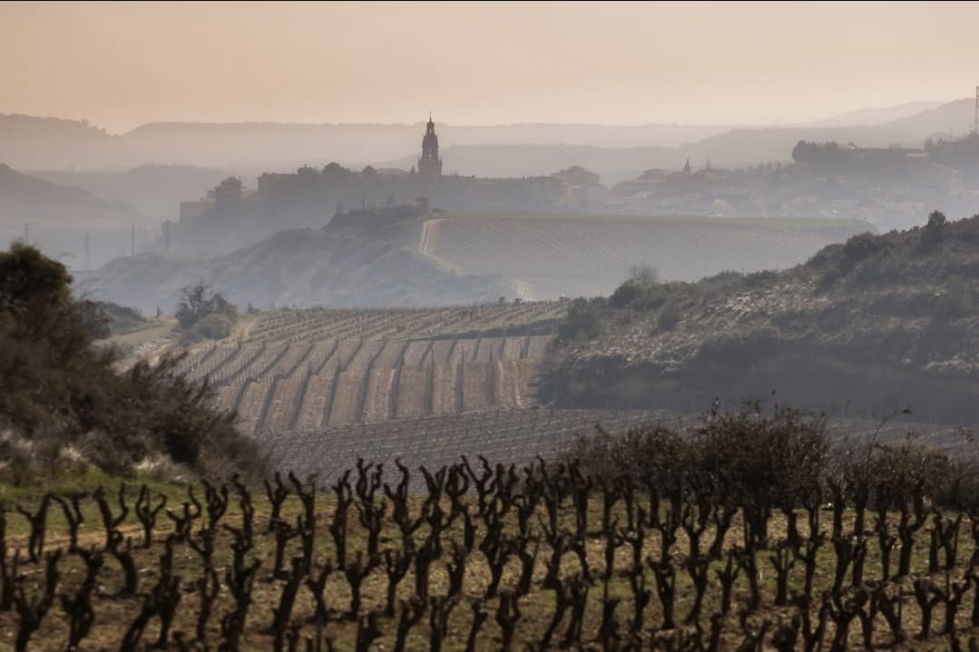 Viñedos de bodegas RODA. Foto de su IG