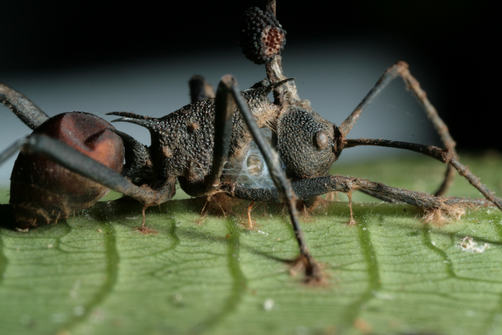 El hongo Ophiocordyceps unilateralis convierte a la hormiga en un zombi. Fuente: Flickr @pennstatelive Credito: David Hughes