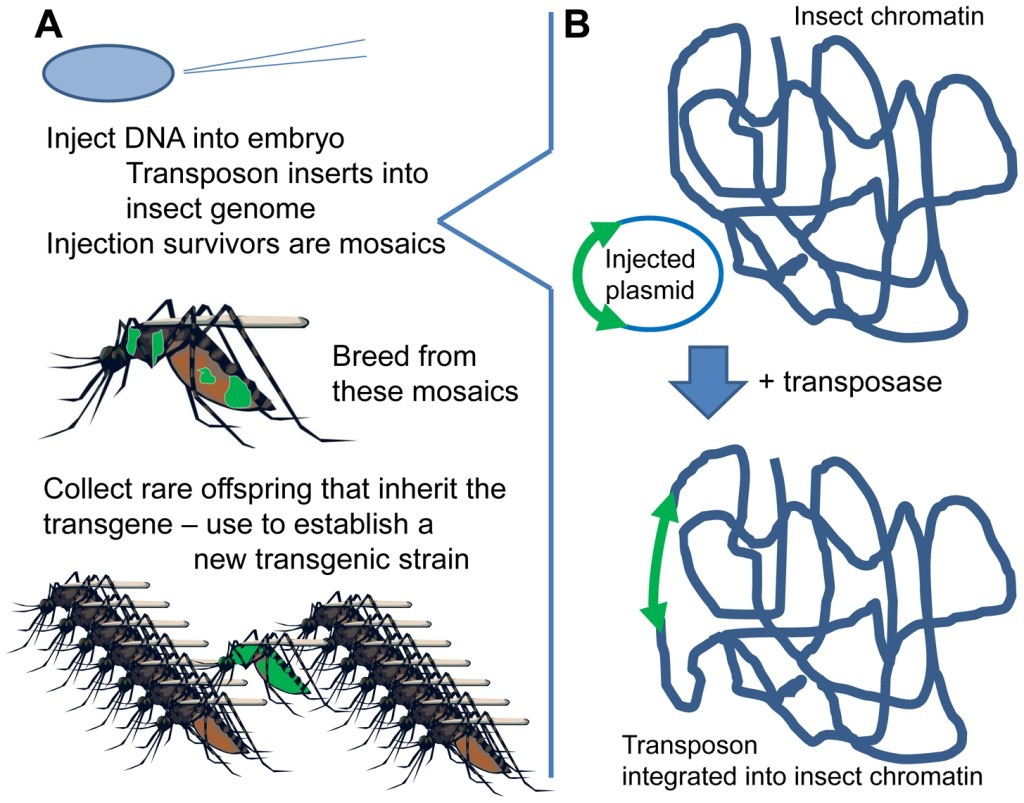 Creando un mosquito transgénico. Fuente: Alphey , L & Alphey, N. (2014)