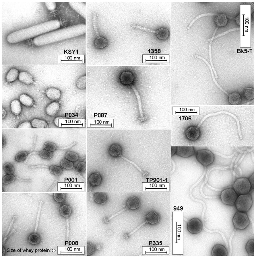 'Selfies' de diferentes tipos de fagos. Fuente: Atamer, Z. et al (2013).