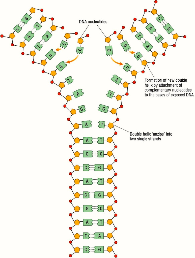 Replicación de ADN en función a la complementariedad de las bases. Fuente: 