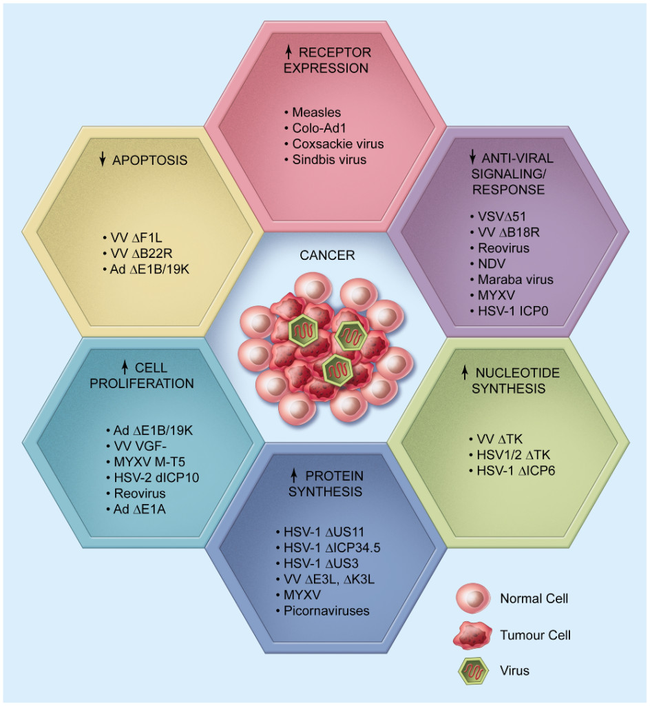 Virus oncolíticos diseñados para crecer en el nicho de los tumores. Fuente: Ilkow, et al (2014).