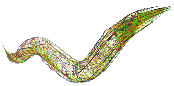 Reconstrucción en 3D del conectoma de C. elegans. Fuente: Scientific American. 