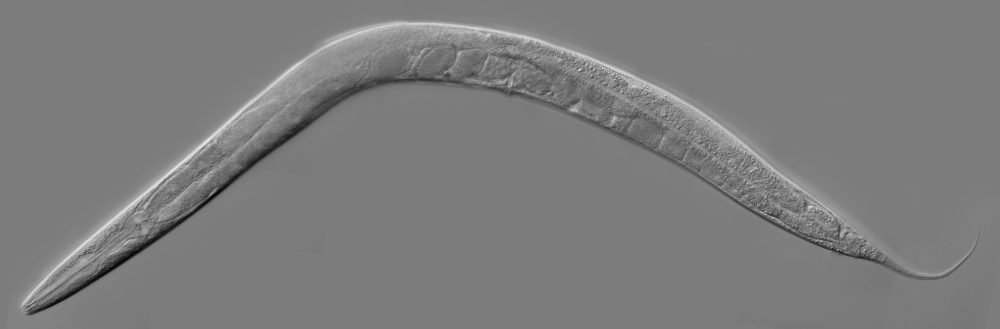 Caenorhabditis elegans. Fuente: Wikimedia Commons