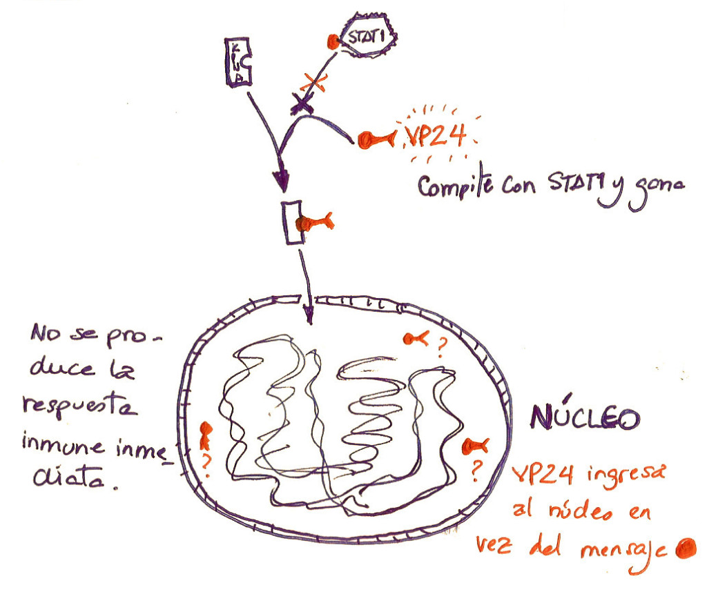 VP24 compite con STAT1 y gana, ocupando su lugar e ingresando al núcleo de la célula dendrítica.