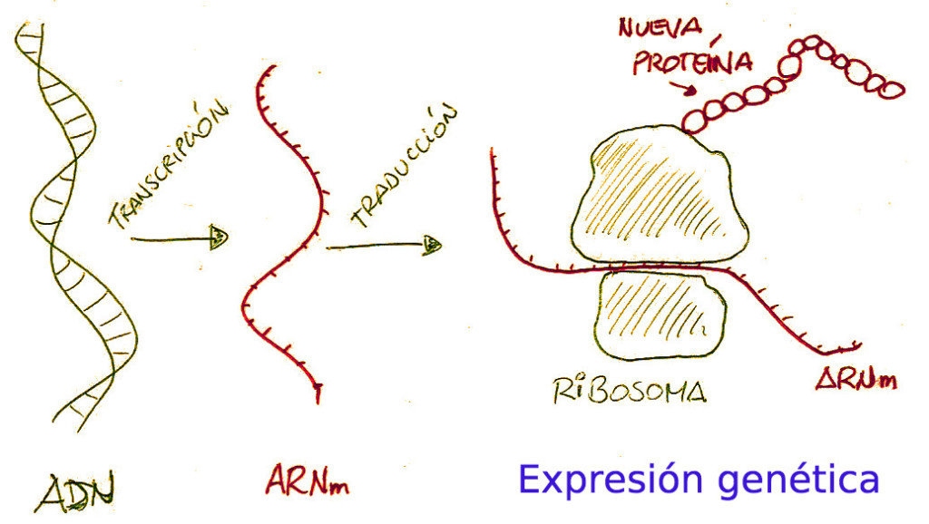 Cómo se expresan los genes.