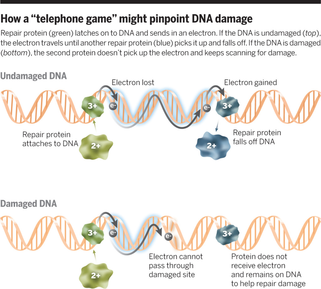 Proceso de reparación de ADN propuesto por Barton. Fuente: Science.