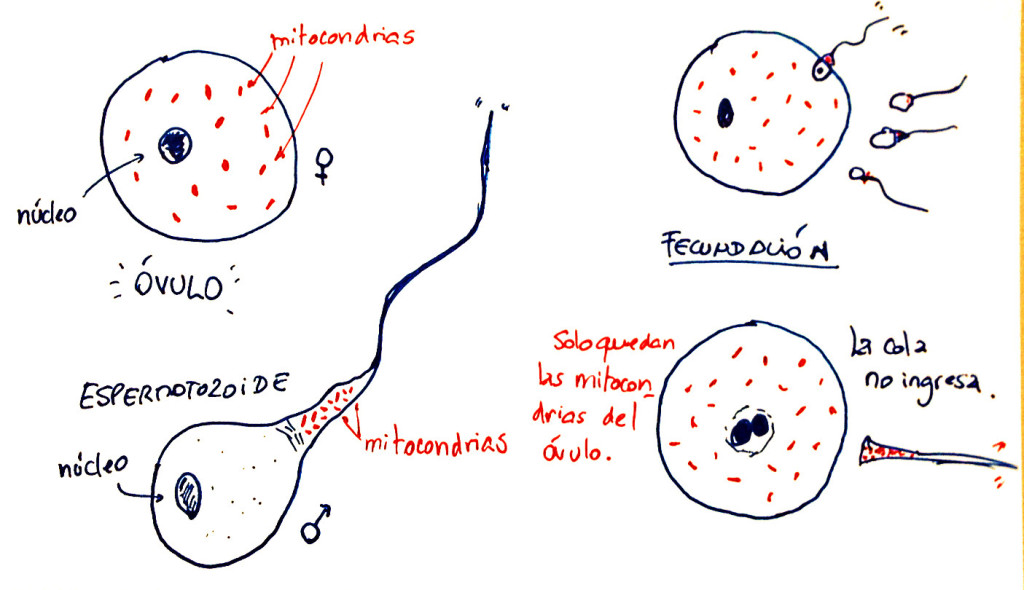 La cola del espermatozoide con las mitocondrias paternas no ingresan al óvulo.