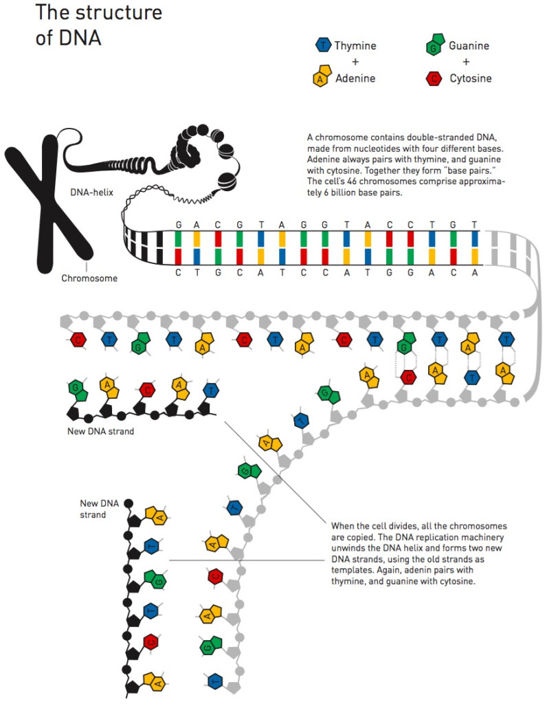 Estructura y replicación del ADN. Fuente: Nobel Prize.