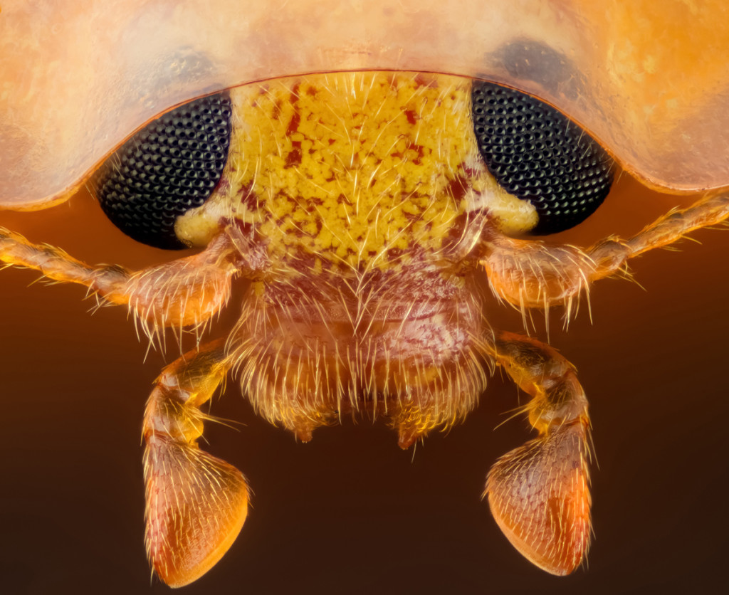 Cara de una mariquita, 10 veces aumentada. Fuente: Geir Drange, Asker, Norway. Para más fotos entrar a Nikon Small World.