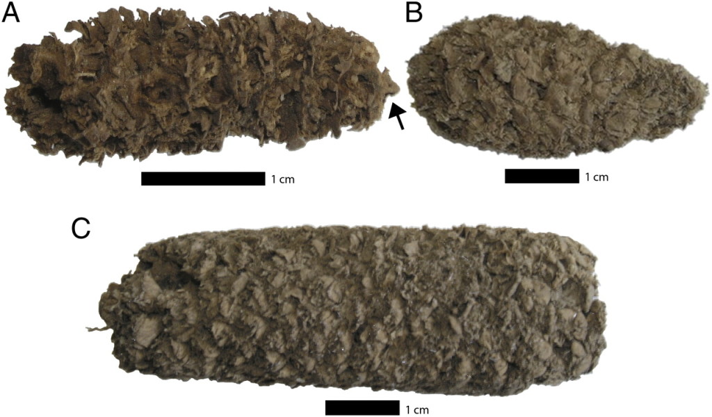 Macrofósiles de maíz hallados en el complejo arqueológico de Paredones y Huaca Prieta. Fuente: 