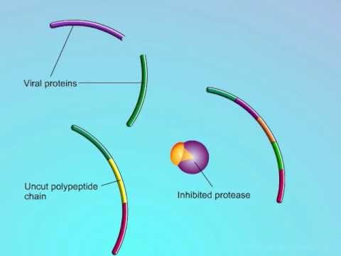 Los inhibidores de proteasas evitan que se formen las proteínas estructurales del virus. Fuente: sd