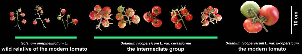 Diferencias entre el tomate silvestre (SP), 