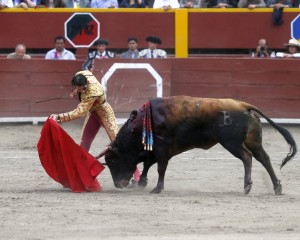 Remate de una serie de derechazos de Padilla, al cuarto toro; el astado humilla y va fijo en la muleta.