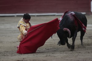 Galdós cerrando al toro mediante doblones