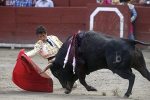 Abellán concluye la faena  toreando de rodillas. 