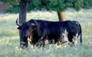 FOTO: PÁG WEB PLAZA DE LAS VENTAS SU MAJESTAD, EL TORO. La Plaza de Acho no puede hacer experimentos; requiere toros con la máxima garantía, para obtener éxitos; al no haber suficientes toros nacionales para la feria, resulta indispensable e ineludible importarlos desde España.