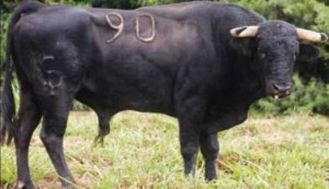 FOTO: PAG WEB PERUTOROS.COM.PE DE SAN PEDRO. Toro N° 90, que será lidiado en Puquio.